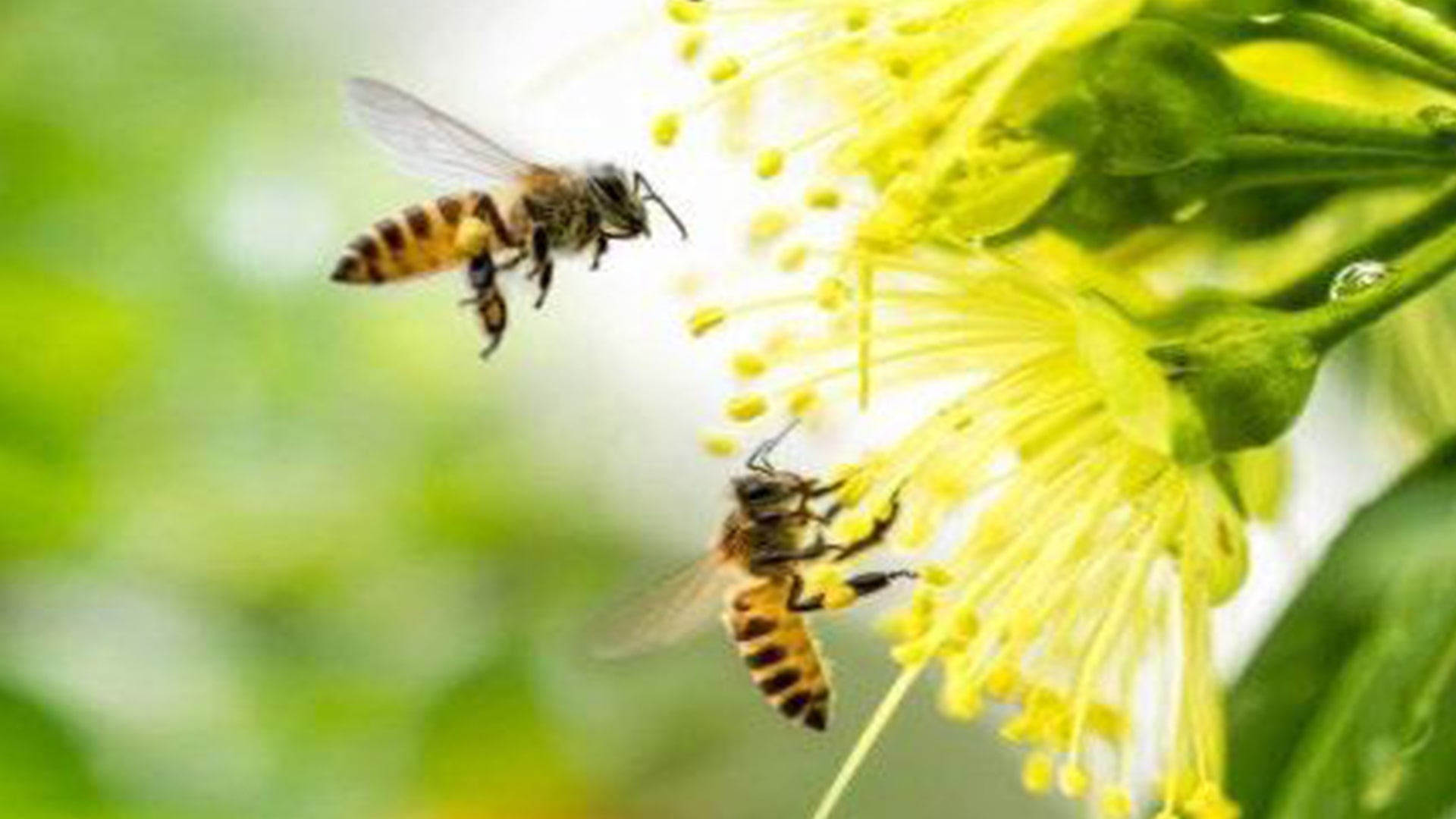 Daring to bee sustainable
